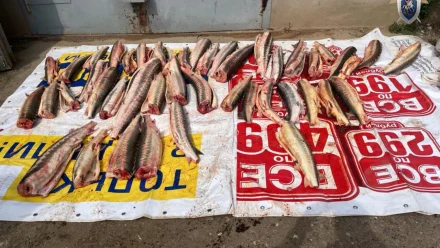 Под Астраханью осудили четырёх браконьеров