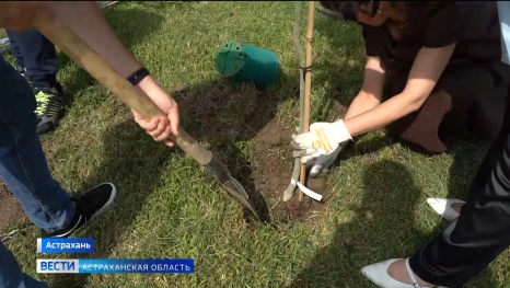В Астрахани аллея предпринимателей пополнилась новыми деревьями