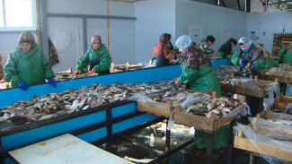 Как устроено современное рыбоперерабатывающее производство