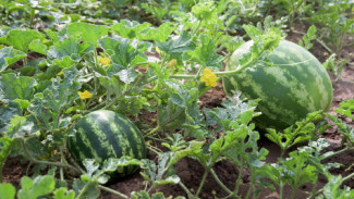 В Астраханской области идёт уборка прудового арбуза