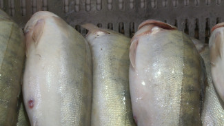 Сколько стоит судак на рынках Астрахани