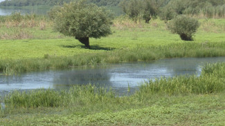 В Астраханской области обеспокоились состоянием ерика Кошеванки 