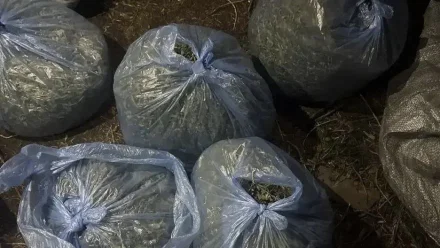 На севере Астрахани изъяли более 5,7 кг каннабиса