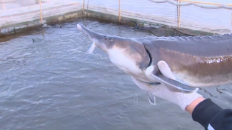 Как в Астраханской области готовят к зиме осетровых