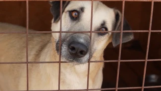 Как содержатся собаки в астраханском приюте