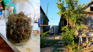 Астраханка делала заготовки на зиму из конопли 