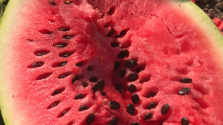 В Астраханской области начался промышленный сбор ранних арбузов