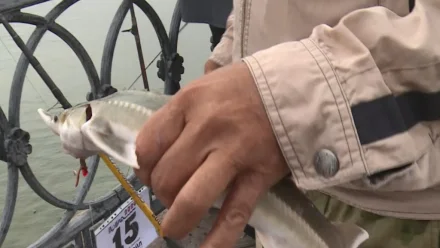 В Астрахани участник фестиваля “Вобла 2020” поймал стерлядь 