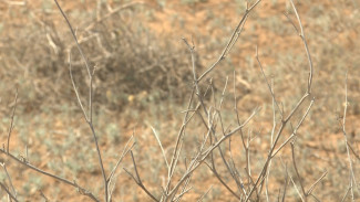 В четырех районах Астраханской области могут ввести режим ЧС