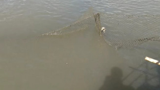 В Астраханской области пограничники спасли более 1500 рыб