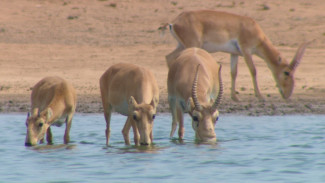 Астраханский заказник получил новое видеооборудование для наблюдения за сайгаками