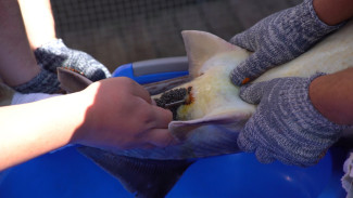 Астраханские осетровые фермы приступили к добыче чёрной икры