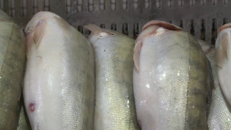 Сколько стоит судак на рынках Астрахани