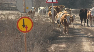 В Астраханской области бесконтрольный выпас сельхозживотных приводит к ДТП
