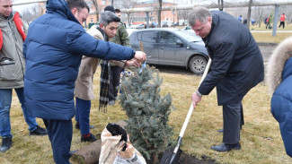 Игорь Бабушкин и Мария Пермякова высадили деревья в обновлённом сквере Коновалова