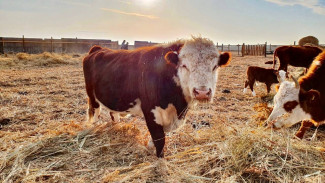 Под Астраханью открылось 25 новых КФХ в рамках программы «Агростартап»