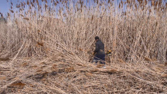 В Астрахани приступили к покосу камыша