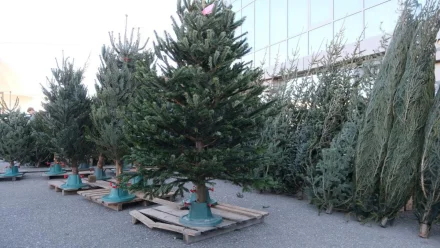 Хвойные деревья из России и Дании начали продавать на ёлочных базарах в Астрахани