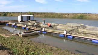 Астраханский завод выращивает гибриды осетровых на кормах собственного производства