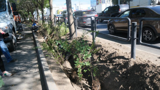 В Астрахани продолжают озеленять улицу Победы