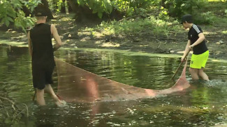В Астраханской области застрявших в водоёмах мальков спасают “Голубые патрули” 