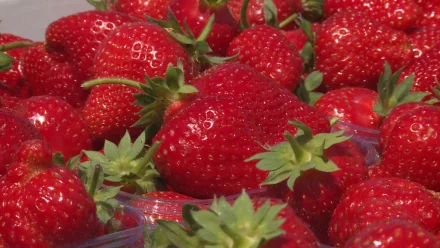 В Астраханской области начался сбор ранней клубники