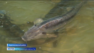 В Астраханской области начинается новый рыбоводный сезон