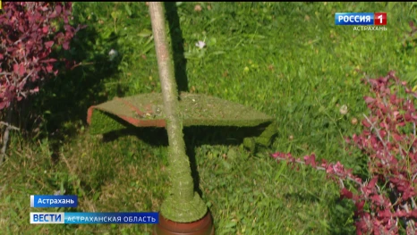  Где сегодня в Астрахани работают специалисты по покосу газона