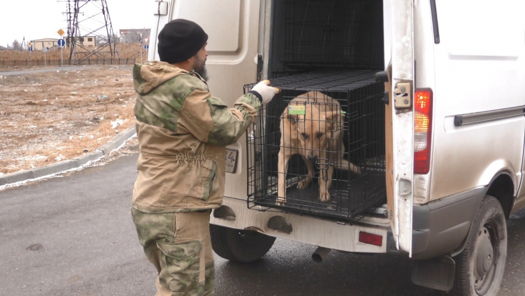 В Астрахани с начала 2021 года отловили более 1230 бездомных собак