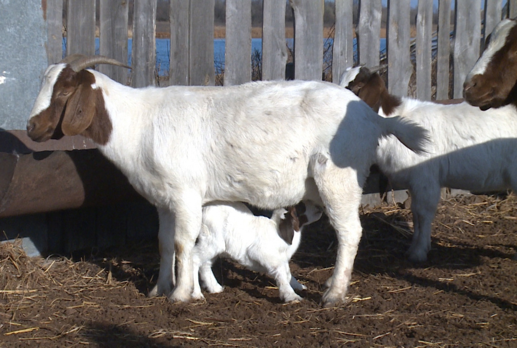 Астраханский фермер создал первое в России племенное хозяйство бурских коз