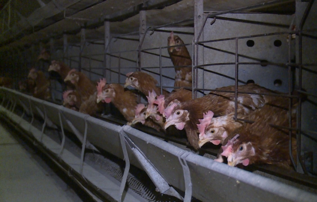 На астраханскую птицефабрику “Степная” завезли 48 тысяч цыплят