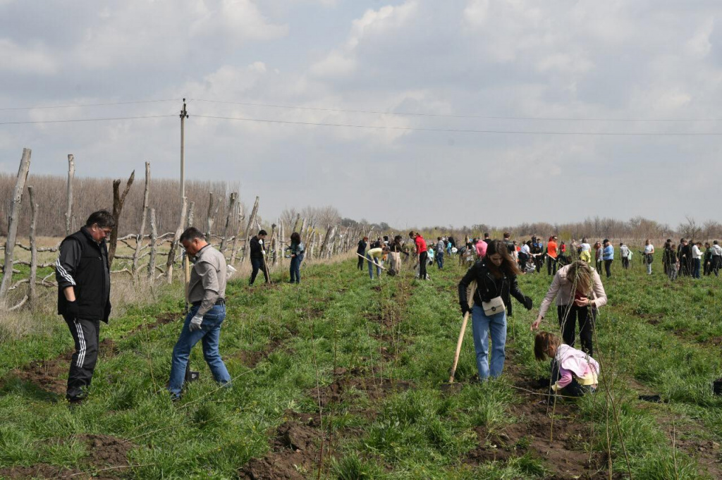 В Астрахани в районе Тополиной рощи высадили 2 тысячи деревьев