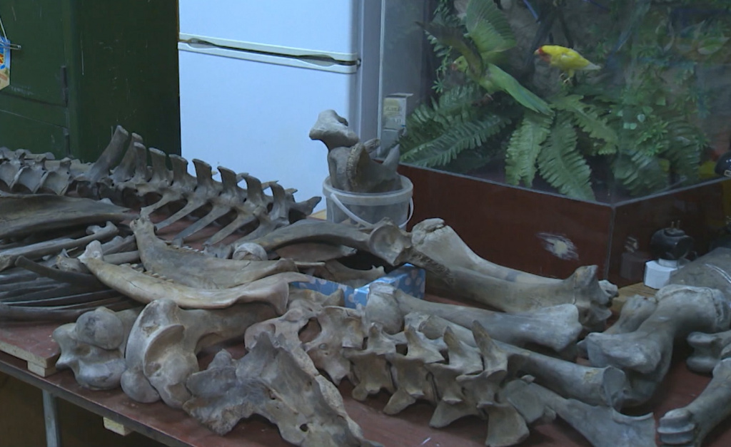 В Астраханском музее-заповеднике соберут экспонат бизона в полную величину