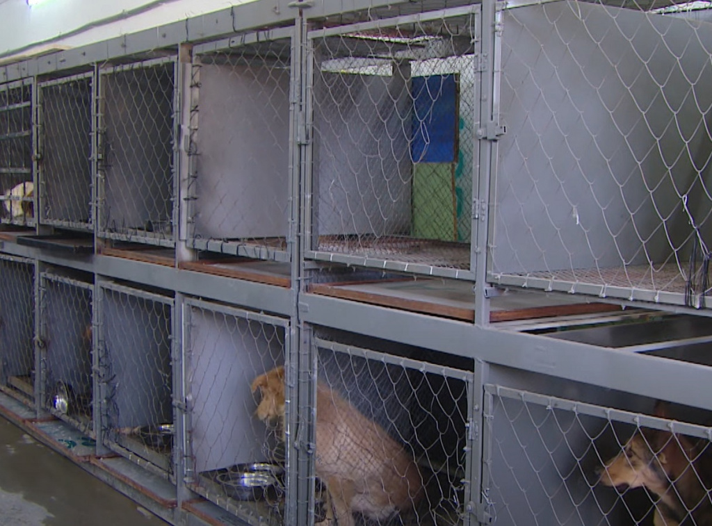 Прокуратура обязала власти Ахтубинского района построить приют для животных