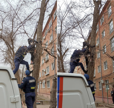 В Астрахани женщина застряла на дереве, пытаясь спасти кота