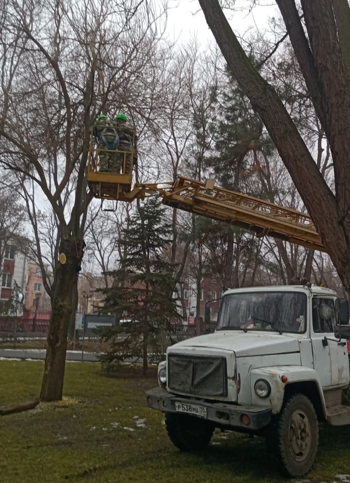 В Астрахани в Братском саду опилили 20 деревьев