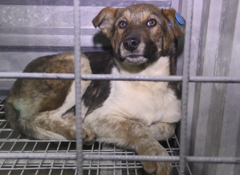 В Астрахани открыт отдел оперативного реагирования по отлову бездомных собак
