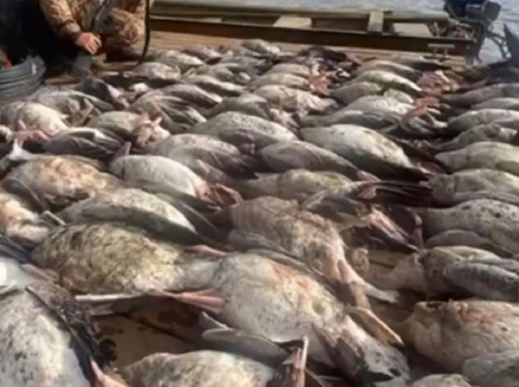 Астраханский охотник причинил ущерб на 6 тысяч рублей в результате массовой добычи гусей