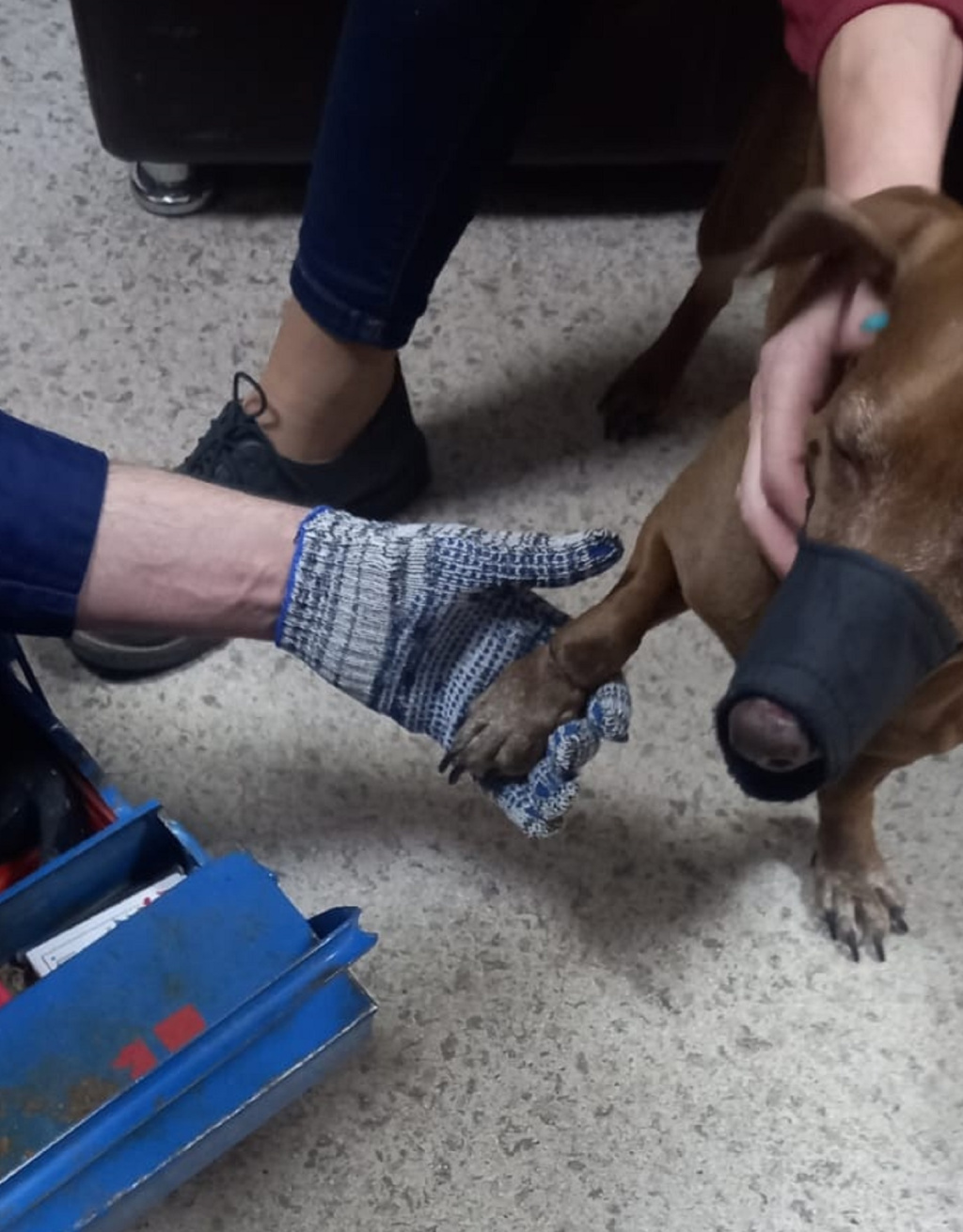 В Астрахани спасатели помогли собаке вытащить лапу из хомута