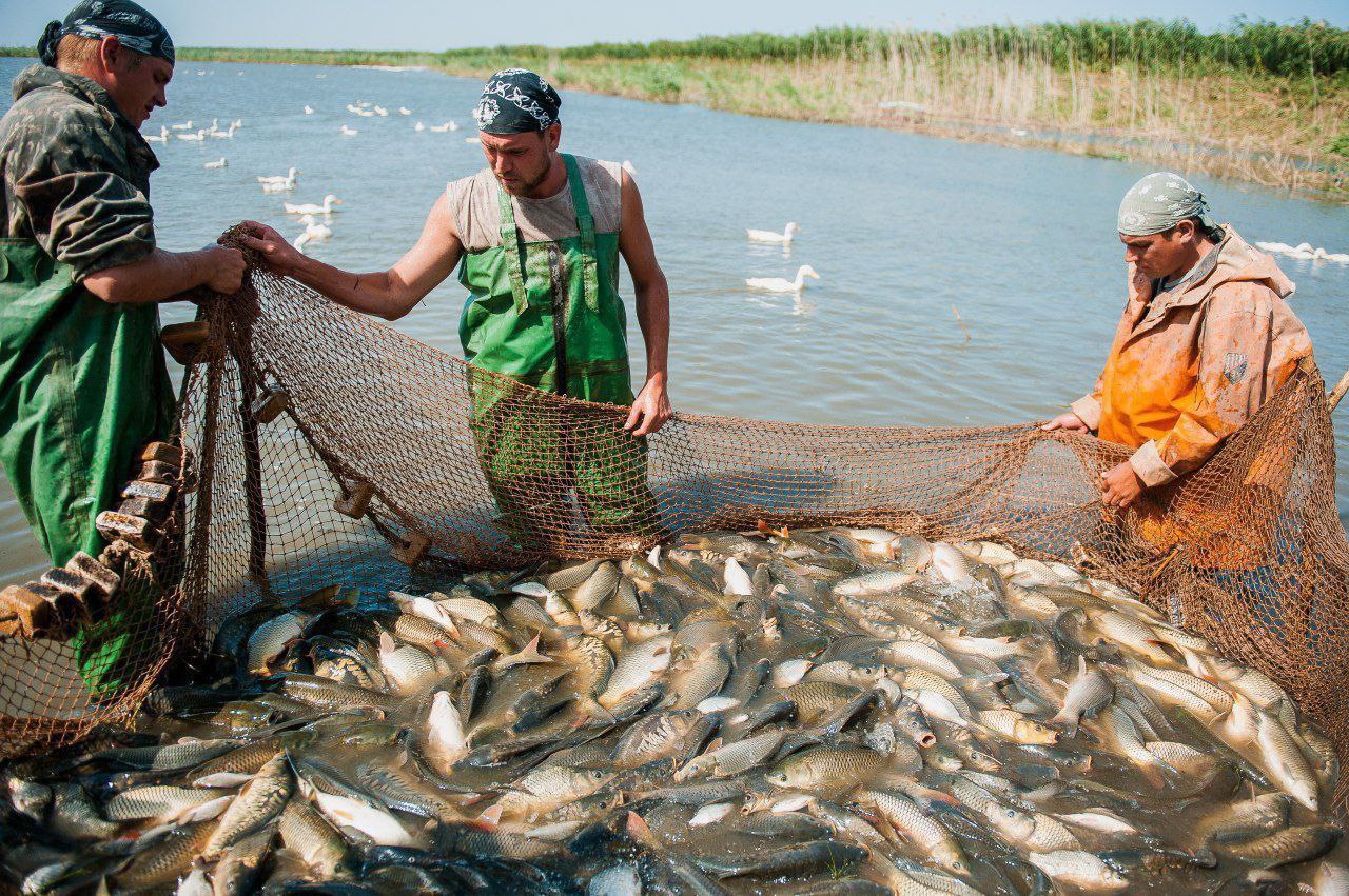 Какой промысел был распространен в районе астрахани. Рыболовство Астраханской области. Рыбный промысел Астрахань. Рыбная промышленность Астрахань. Рыбный промысел в Астраханской области.