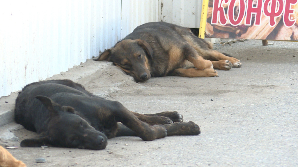 В Астрахани на решение вопроса с бездомными собаками заложено 80 млн рублей