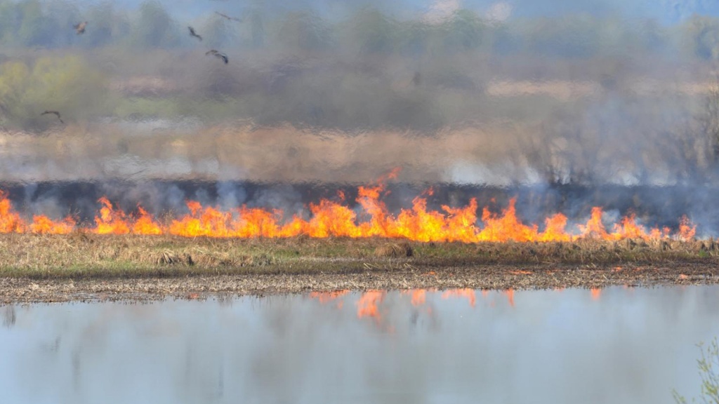 В Астраханской области крупный пожар перешёл на территорию заповедника