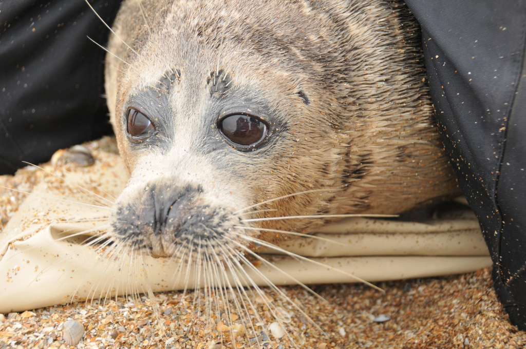 В Астраханской области обнаружили единственную залёжку каспийского тюленя