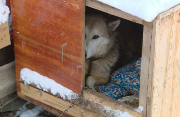 В Астрахани волонтёры сшили подстилки для собак из приюта "Верный друг"