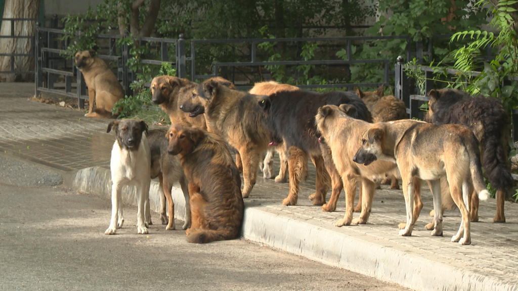 В Астрахани насчитывается 17 тысяч бездомных собак, не прошедших стерилизацию