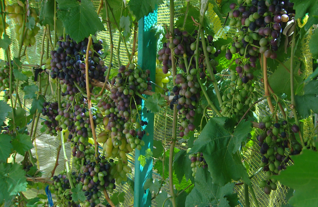 В Астраханской области супруги выращивают более 30 сортов винограда 