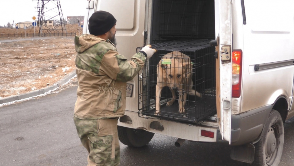 Администрация Астрахани сообщила о числе пойманных безнадзорных собак 