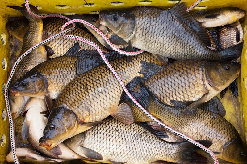 В Астраханской области не водится рыба буффало 