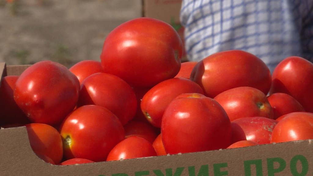 В Астраханской области приступили к сбору томатов с помощью комбайнов