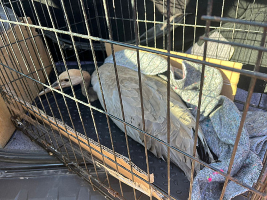 Запрет на охоту